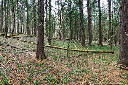 Back in Time: Deer Hunters Shouldn’t Miss the Forest for the Trees