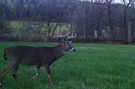 Nothing Captures the Deer Hunter’s Imagination Like the Rut