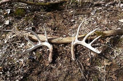 True Confessions of a Shed Hunter