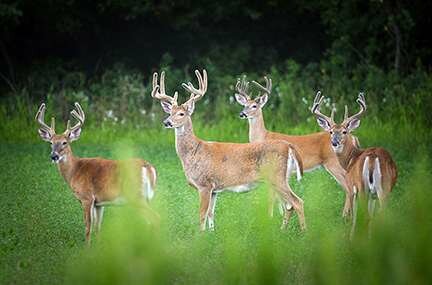 NDA Submits Letters of Support for Pennsylvania and Montana CWD Plans