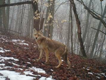 Trapping Ban in Montana Would be Bad for Deer and Other Wildlife