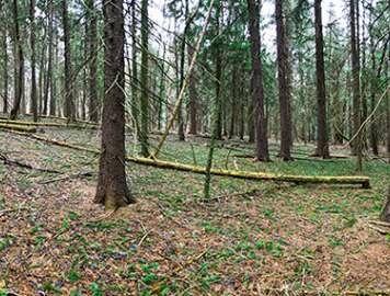 Back in Time: Deer Hunters Shouldn’t Miss the Forest for the Trees
