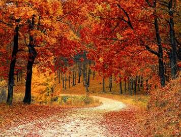 NDA, QDMA Submit Comments in Support of Sandy Ridge Yellow Pine Enhancement Project