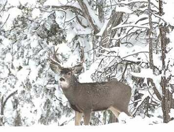 Wyoming Accepting Applications for Platte Valley Deer Working Group